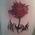 Chris_Thorpe