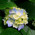 Cora_Shoemaker