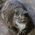 Shannon_Phillips