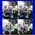 Deanne_Honda