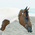 Stacey_Heckman