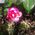 Suzanne_Brooks_Carpe