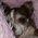 Jasmine_Othman