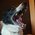 Fullofthewoofwoof