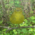 Yellow_Warbler