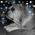 Jami_Coak