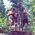 Obie_Wing