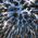 Tammy_Metz_Starr