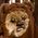 iscoffy
