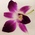 meggs_wh