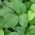 poisonivy