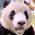 Dee_Panda_Bear