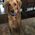 Jeanne_Sharon_Tobin