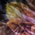 DisconnecteDaydream