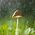 juniper_rain
