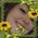 Tony_Seymour
