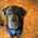 Dee_Barkhouse