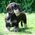 Toni_Hoover_Mendenha