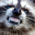 Rabies_McBitey