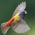 Marian_K
