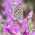 Marian_K