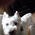 GavinWestie