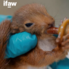 Help Wildlife France Wildfires